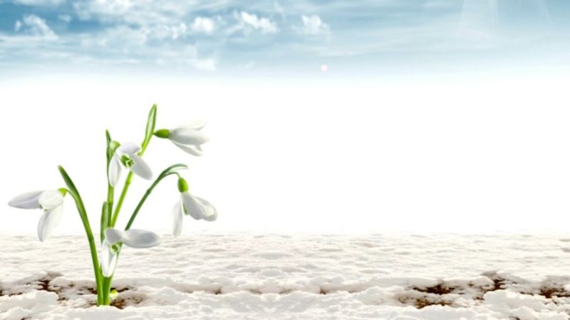 flower-early-snow-flowers-sun-harbingers-spring-themes-wallpapers